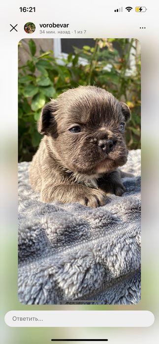 Щенок французский бульдог