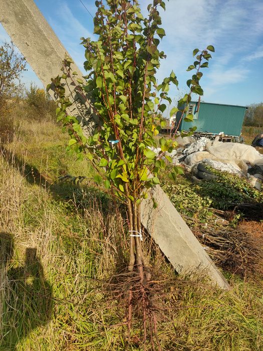 Саджанці плодових дерев та кущів