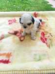 Excelente shih tzu