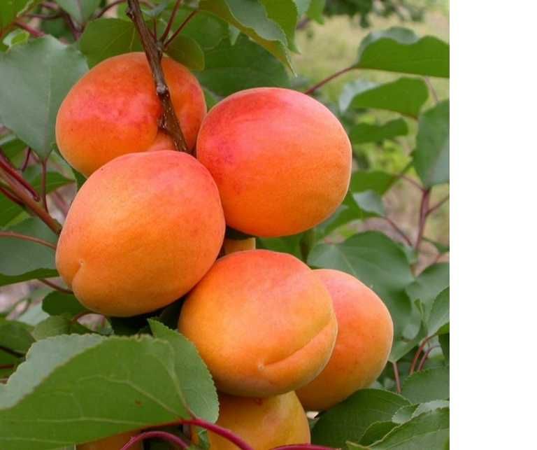 Продам 1-3 летние саженцы груш, персиков, абрикосов и яблонь