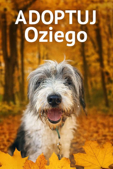 Kto pokocha Oziego i da mu prawdziwy dom??