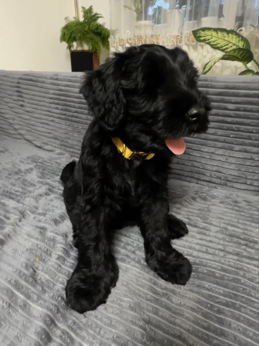 Sznaucer Olbrzym z Krainy Gigantów FCI