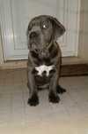 Cane corso macho cinzento