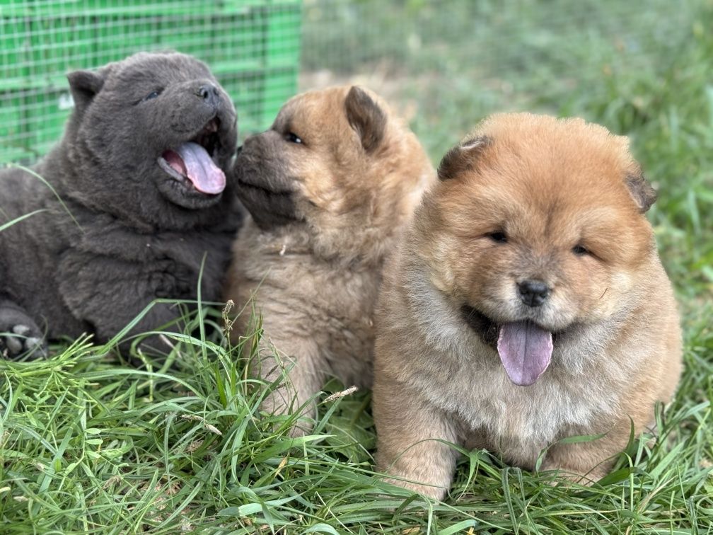 Chow chow blue ekstra klasa szczeniak z rodowodem