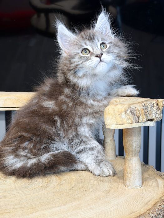 Дівчина  шоу  класу мейн кун