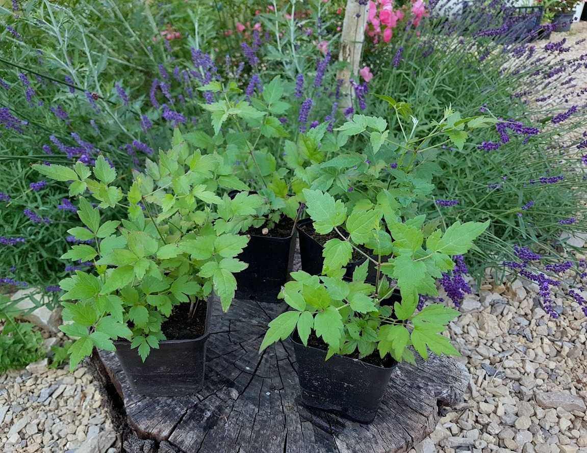Powojnik bylinowy clematis 4 szt. P9