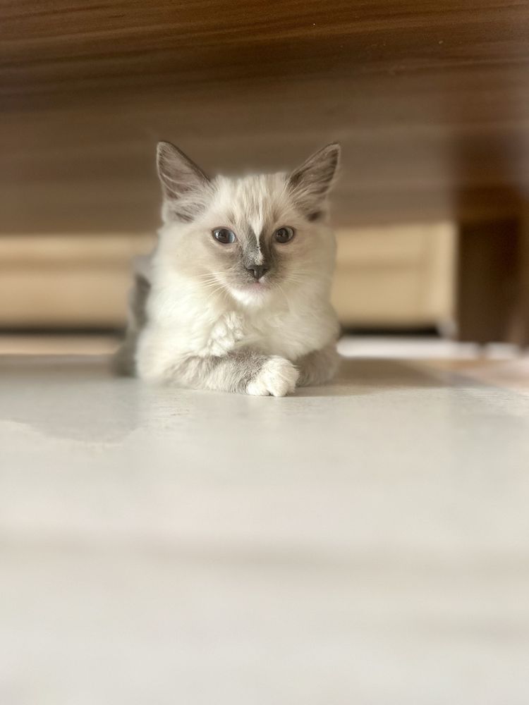 Ragdoll kotka blue mitted rodowód FPL FiFe FCI kot chip do odbioru