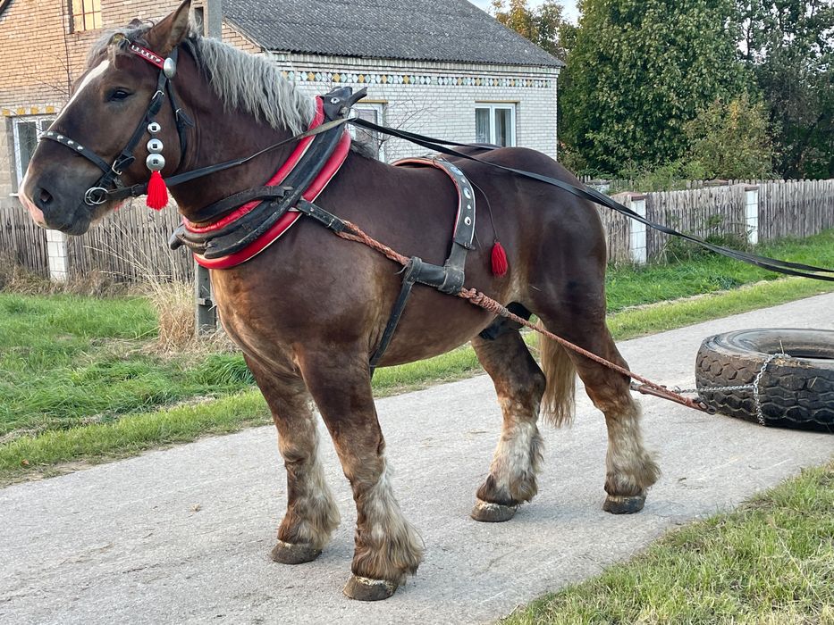 Ogierek zimnokrwisty 2.5 roku arden polski