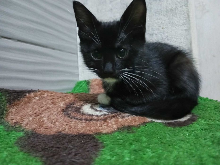 Отдам котёнка девочку в хорошие руки Слободка