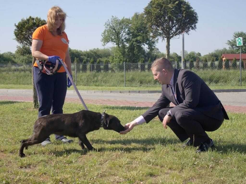 Pola - w typie Labrador; każdego dnia pokonuje swoje strachy