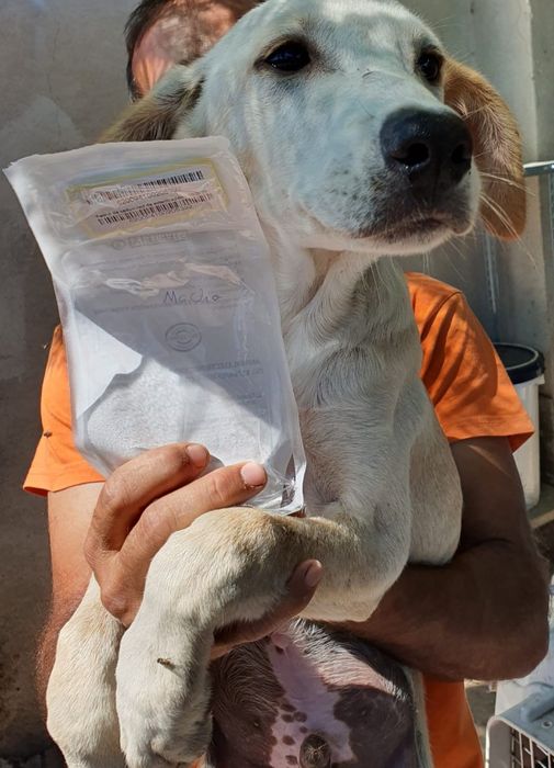 Vito- cachorro de porte médio para adoção