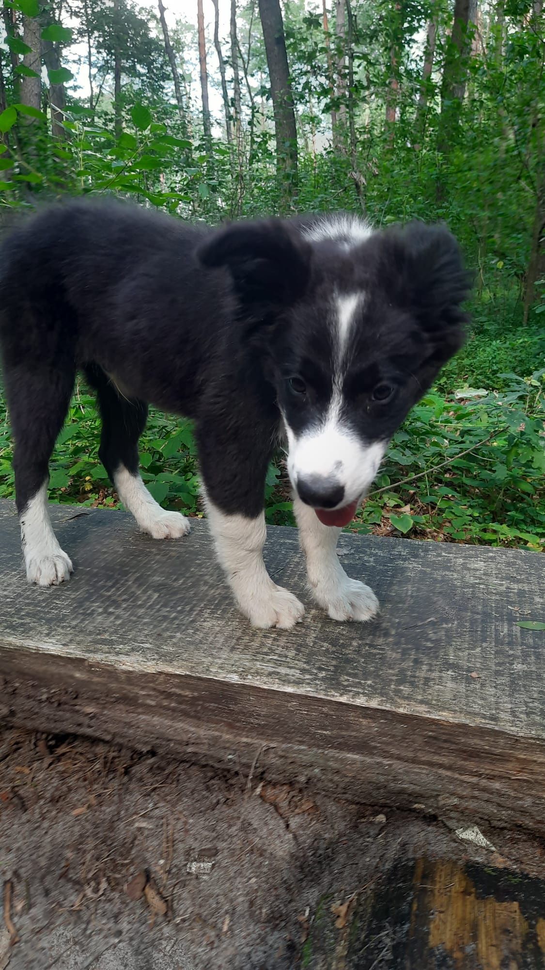 Border Collie szczeniak piesek GOTOWY DO ODBIORU