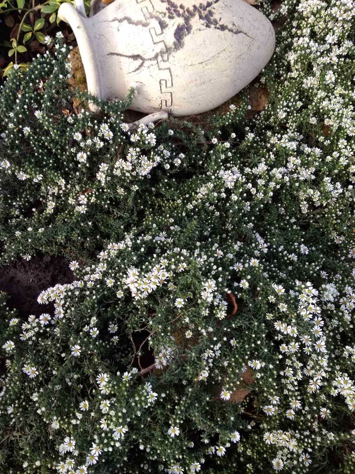 Астра почвопокровная белая Лавина из снега