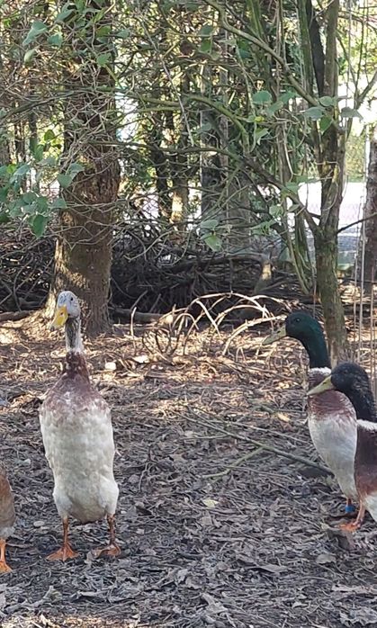 Młode kaczory biegusy z maja 2025