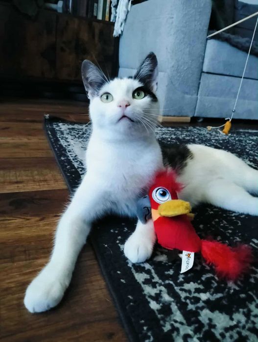Iga kocia piękność do adopcji