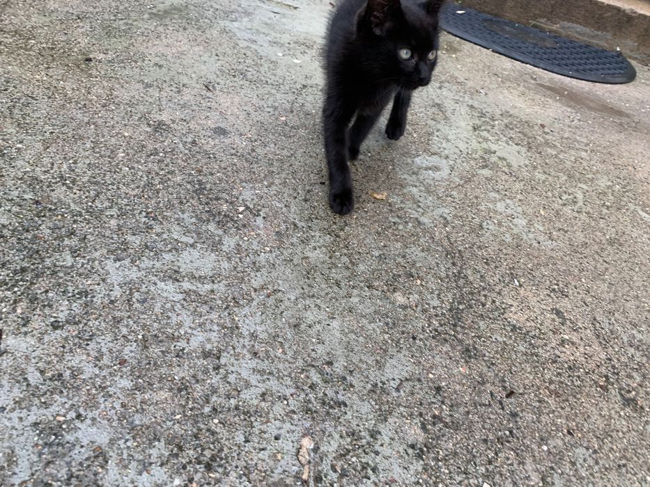 Adoção gatinhas bebés