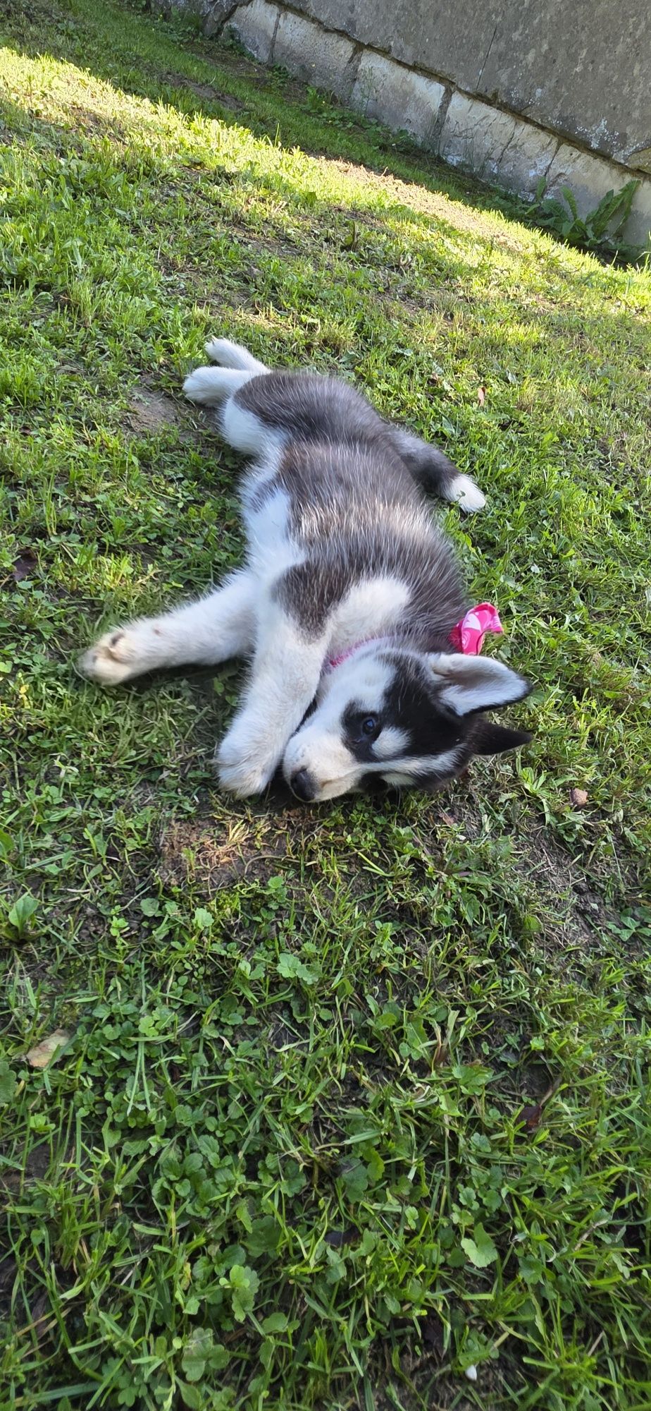 Siberian Husky- cudowna Belinka!