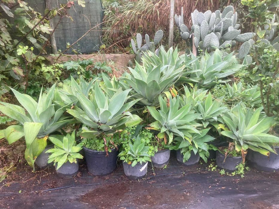 Agave atenuata (Agave Atenuatta)