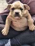 American bully ABKC pies gotowy