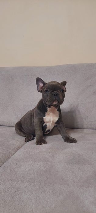 Buldog Francuski suczka niebieska COCO