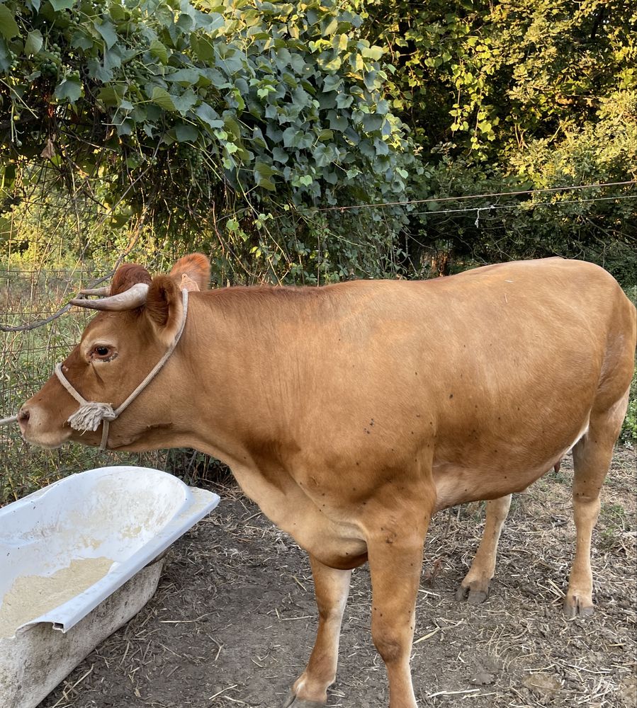 Vaca limousine 4 anos parida com vitela 7 meses linha pura (gado manso