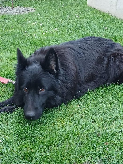 Owczarek niemiecki długowłosy suczka