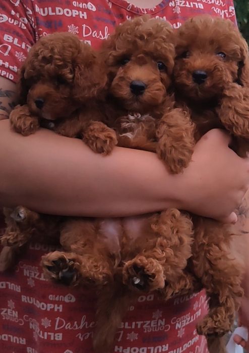 Хлопчики та дівчатка  той.   пудель Ред браун