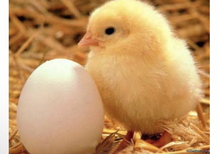 Бройлер Кобб 500 і/я