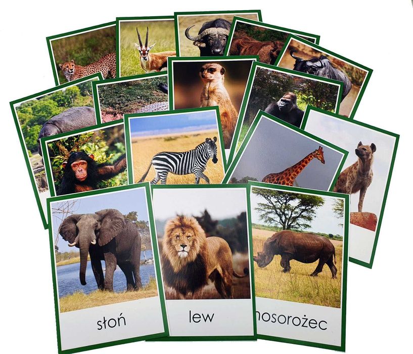 6 x plansze demonstracyjne edukacyjne zwierzęta Afryki leśne wiejskie
