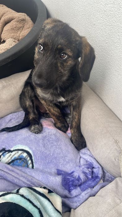 Cadelinha com 3,5 meses para adoção muito responsável