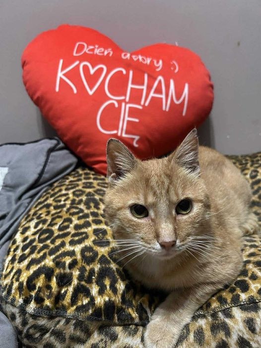 Rudy miły kotek szuka domu