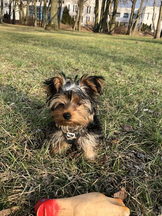 Yorkshire terrier