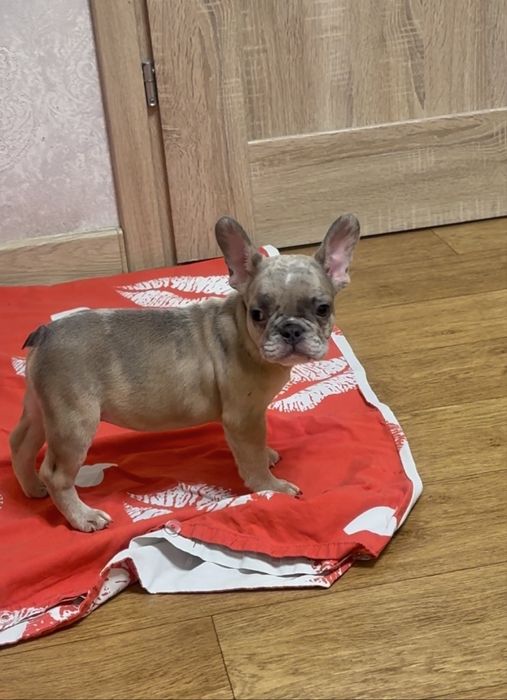 Смішні , гарні цуценята французького бульдога