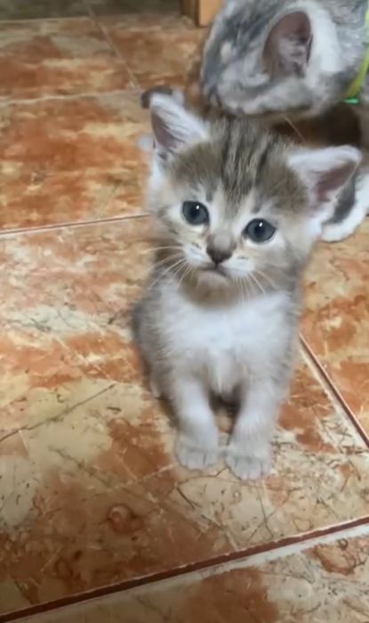 відаю котика в добрі руки