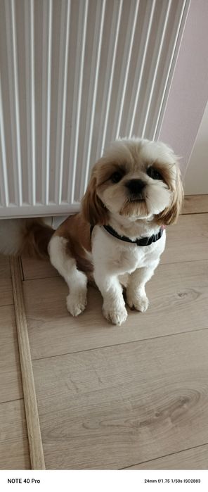 Sprzedam 10 miesięcznego rasowego Shih tzu