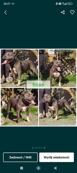 Piesek, American Staffordshire Terrier, Amstaff