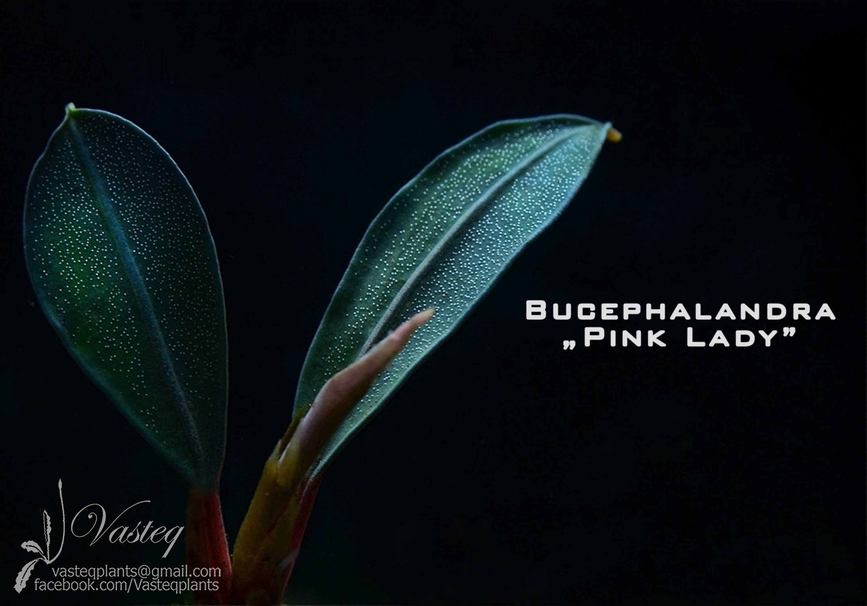 Bucephalandra "Pink Lady" od Vasteq