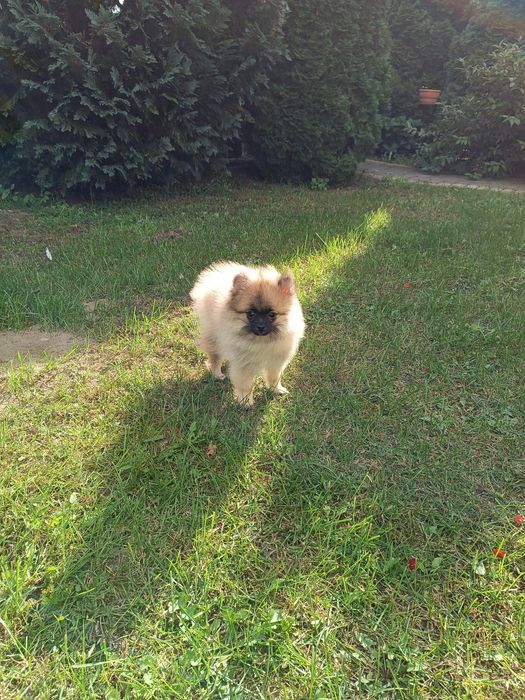 Szczeniak Szpic Pomeranian miniaturowy (chłopak)