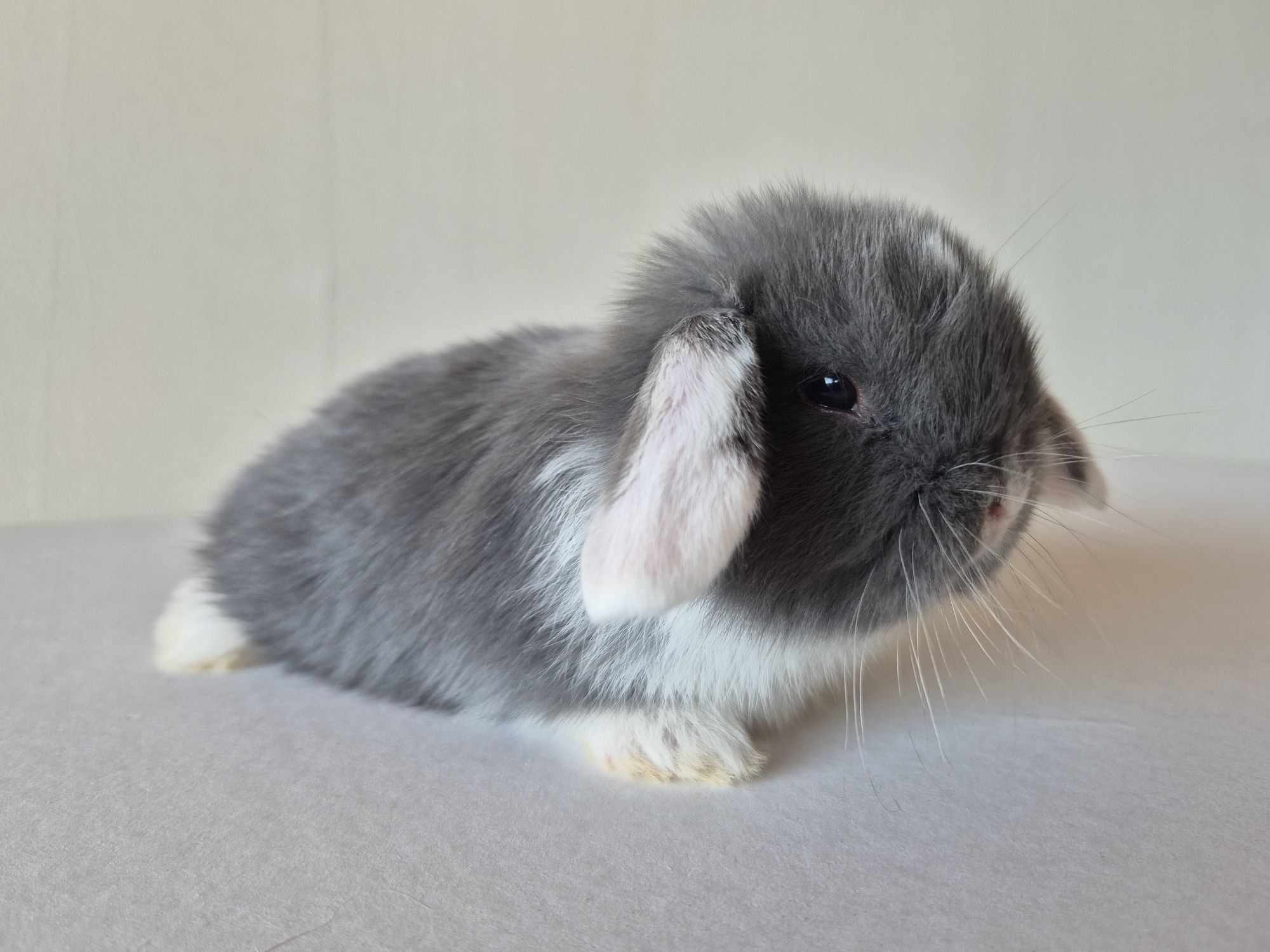 Królik Mini -Lop