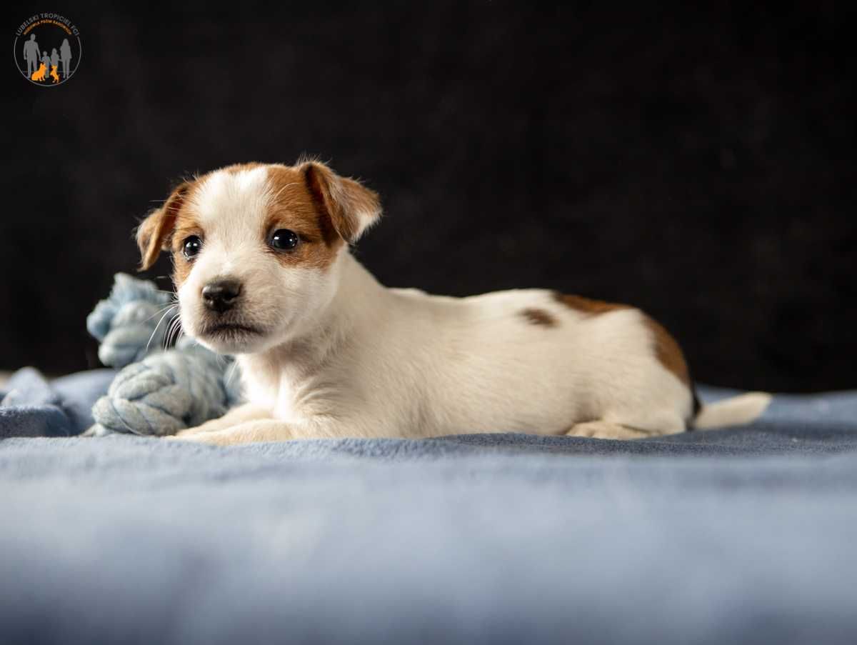 Jack Russell Terrier ZKwP FCI suczka rezerwacja