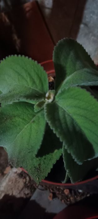 Árvores e plantas ornamentais