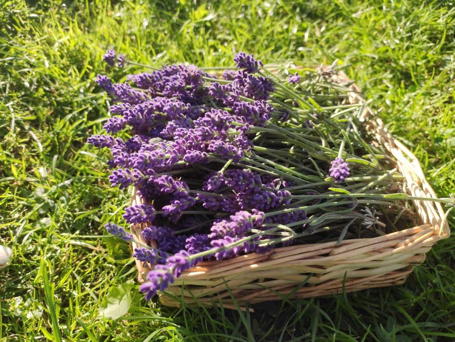 lawenda suszona woreczek - 3 szt zapach do szafy, samochodu