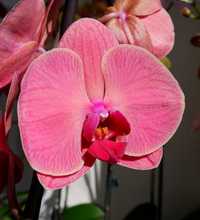 Орхідея Коралова, сортова уцінка орхидея