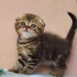 Продам шотландских котят
