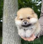 Szpic miniaturowy Pomeranian Zkwp FCI miś