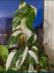 Wyprzedaż - epipremnum pinnatum variegata 1
