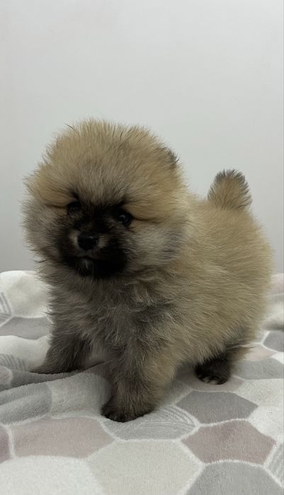 Szpic miniaturowy