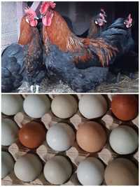 Инкубационное яйцо микс элитные породы