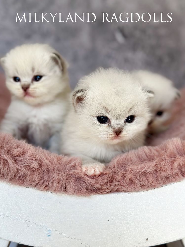 Śliczny kociak Ragdoll poleca  się do kochania MILKYLAND