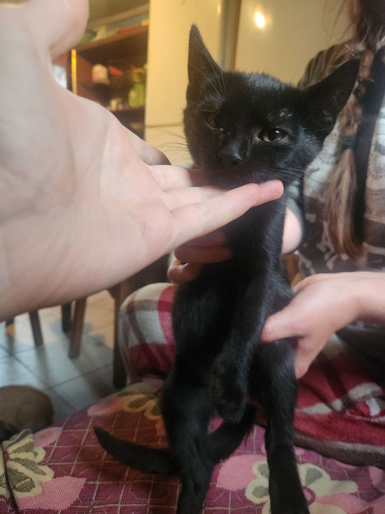 Віддам кошенят, безкоштовно